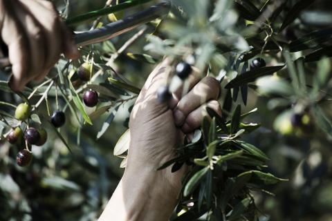 olive quercetane