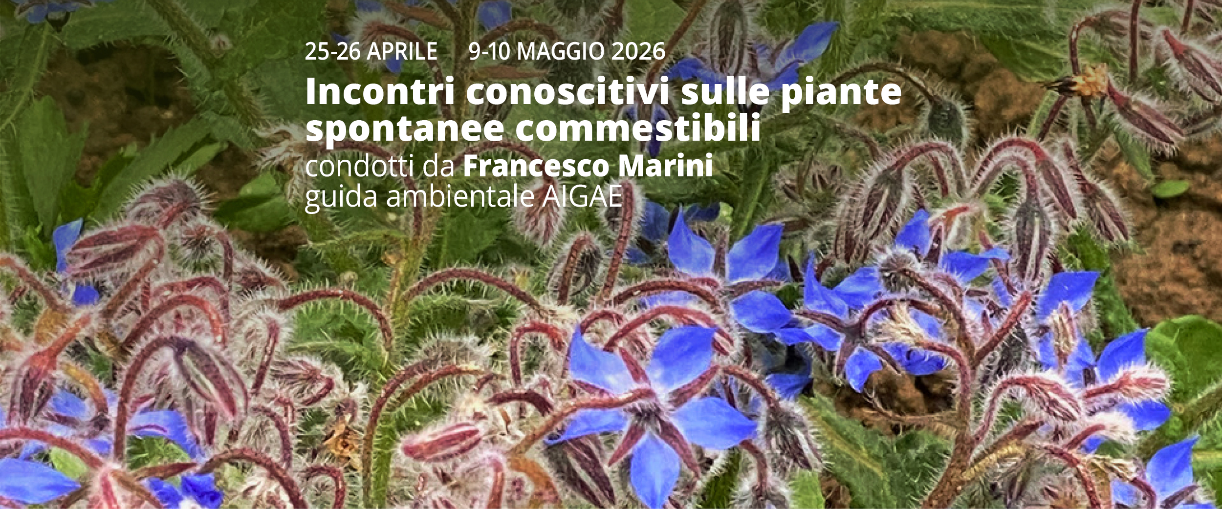 fiori di boraggine e il seguente testo: 25-26 aprile e 9-10 maggio. incontrio conoscitivi sulle piante spontanee commestibili condotte da Francesco marini guida ambientale aigae