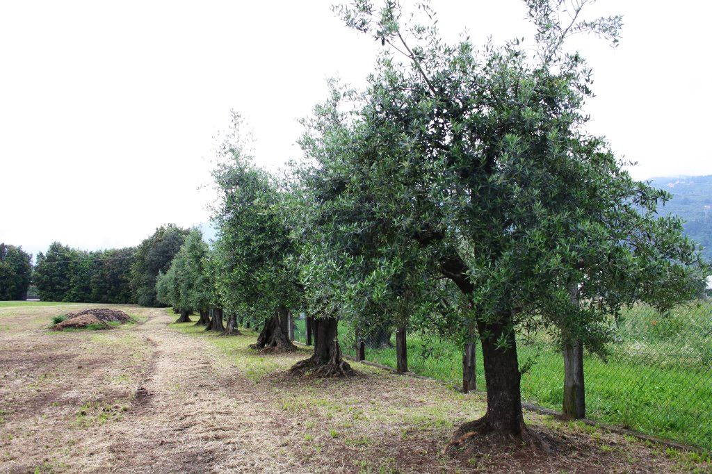 oliveto storico a Querceta