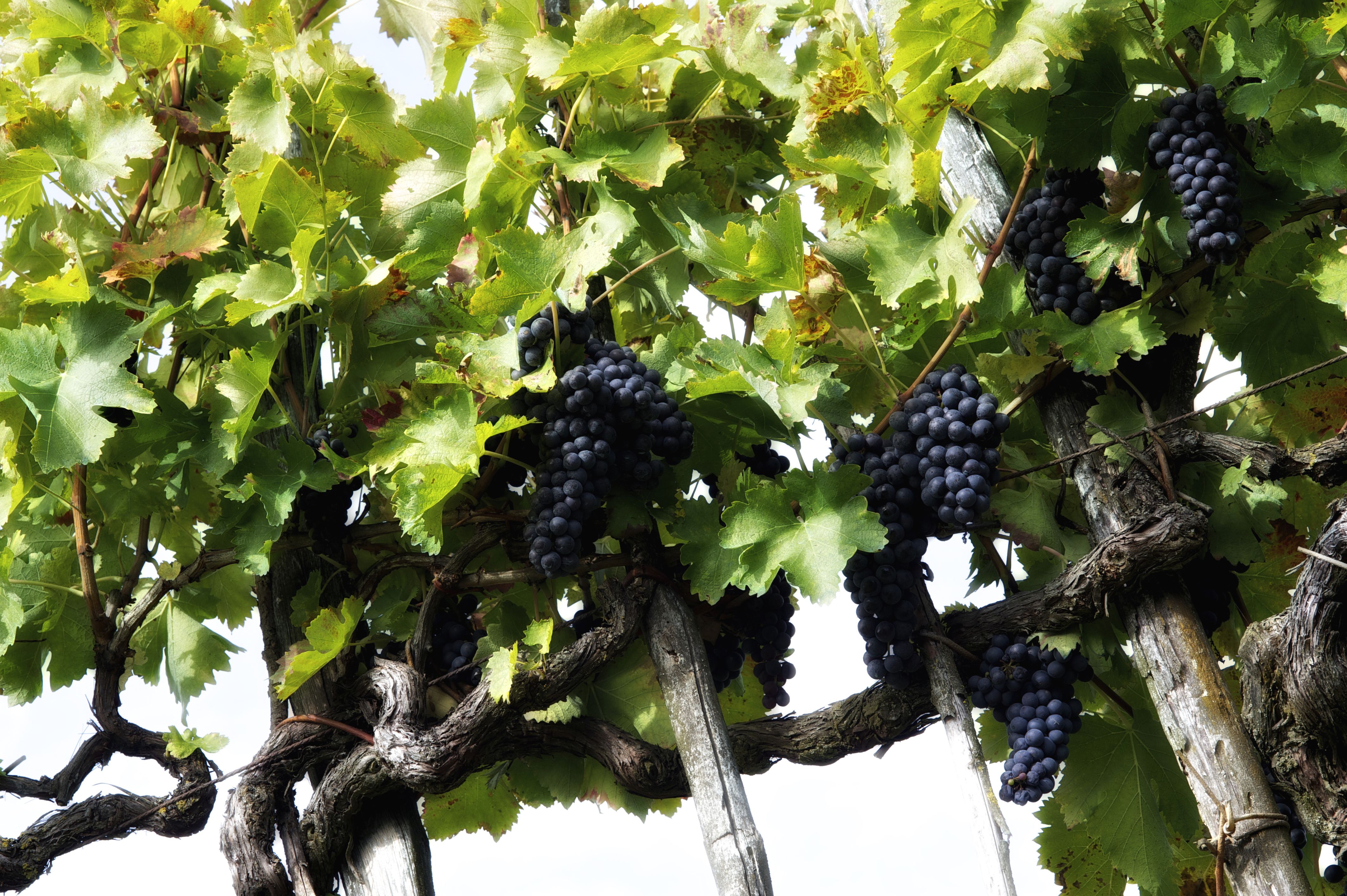 pigne d'uva pronte per la vendemmia a Montecarlo