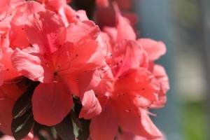 Azalea Fioritura fiore