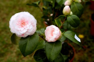 Camelia Fiore 