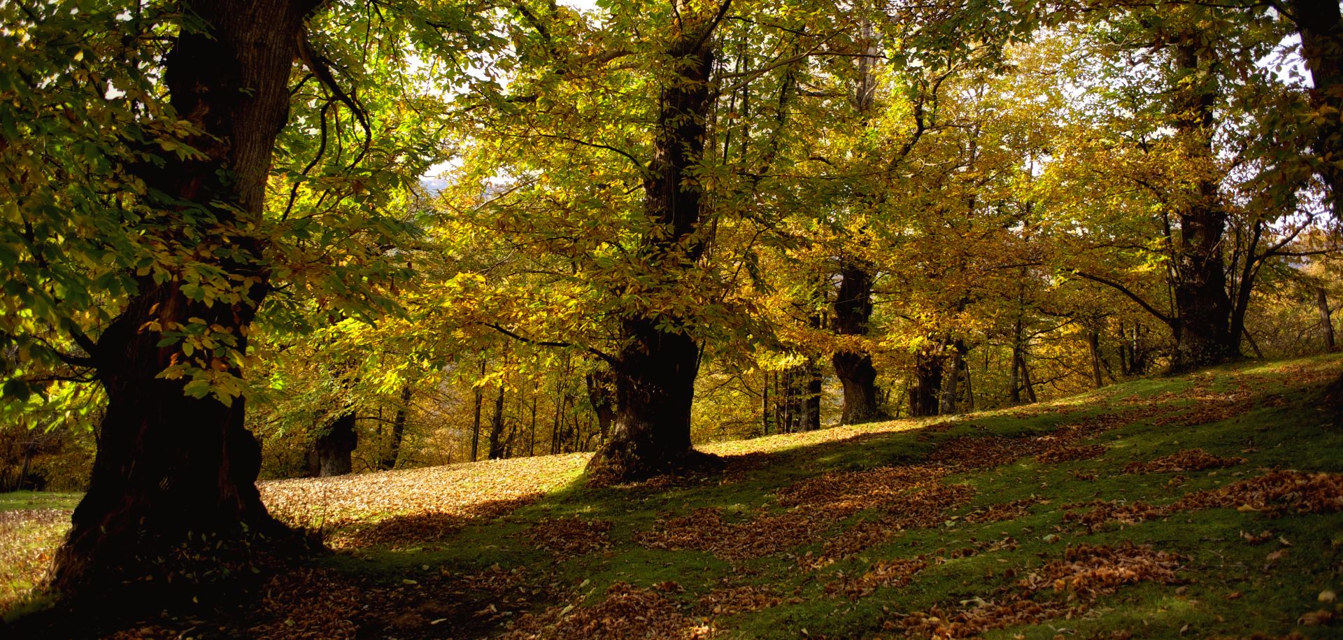 castagneto di villa Basilica