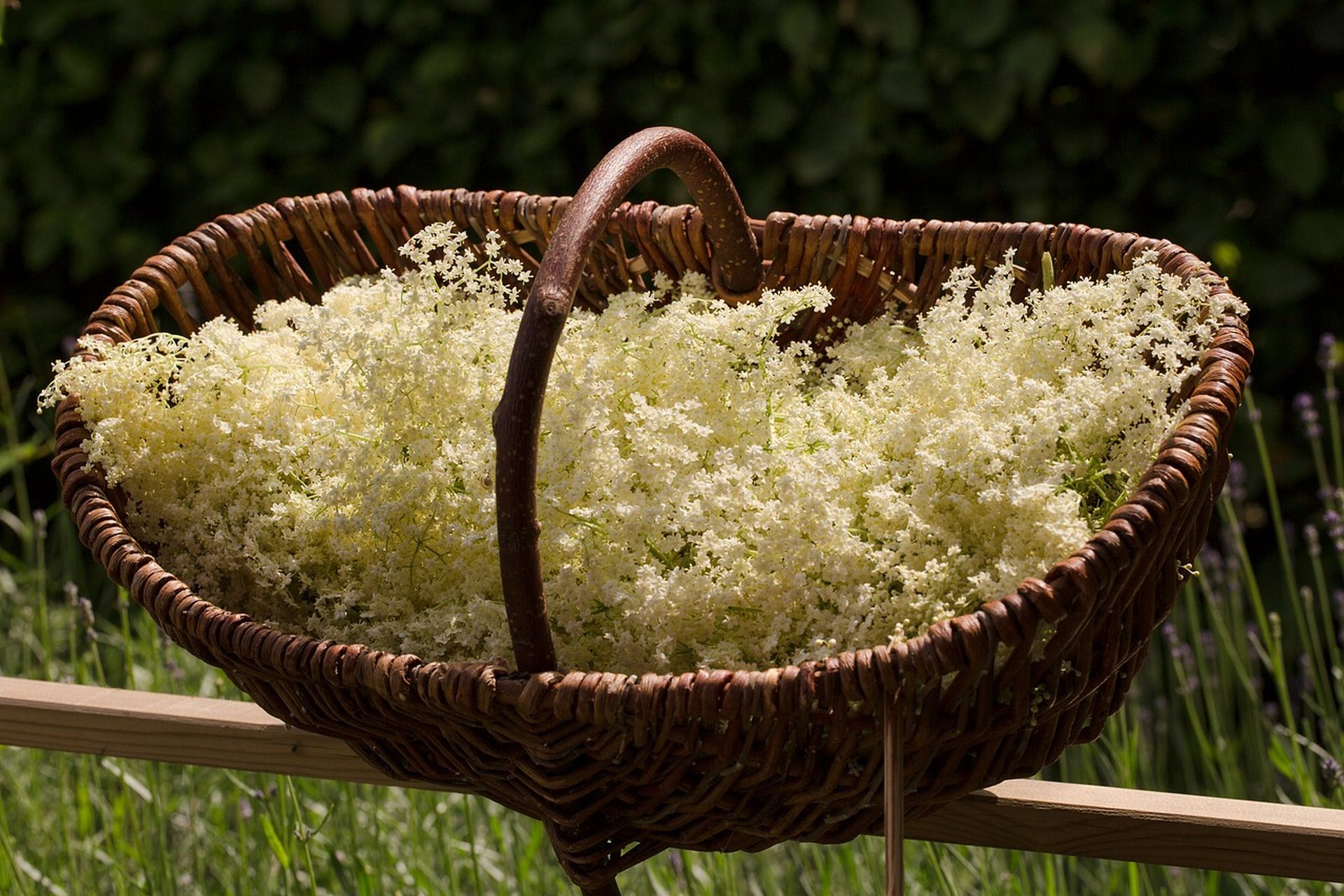 Sirop de fleurs de sureau - Nuage De Farine