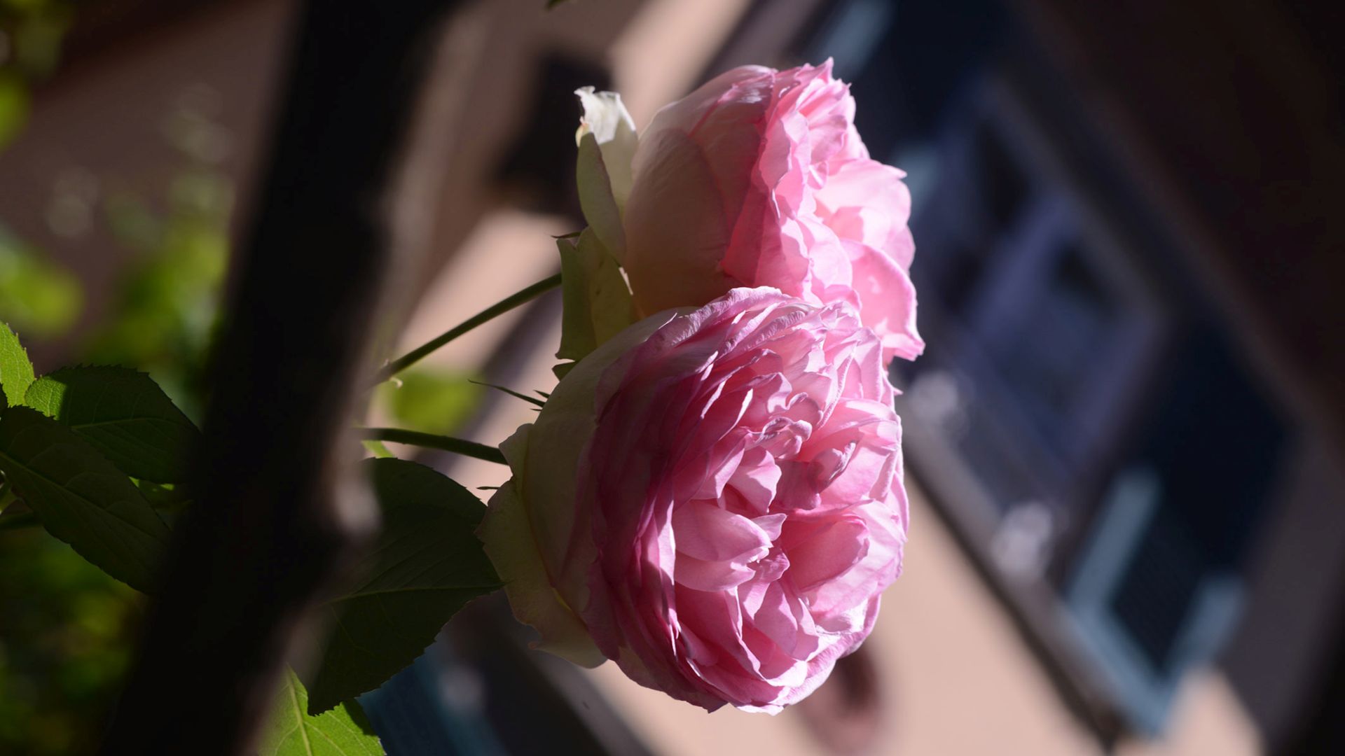 rosa antica in un giardino di lucca
