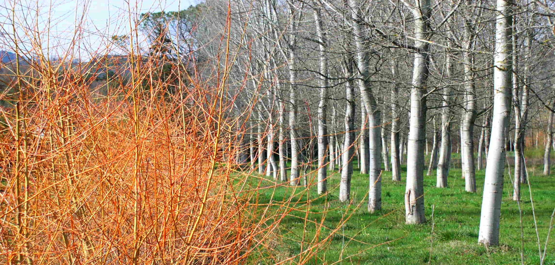 file di pioppi e di salici nella campagna